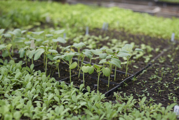 Seedlings of Various Vegetables in Black Plastic Cultivation Seedling Trays in a Greenhouse Setting