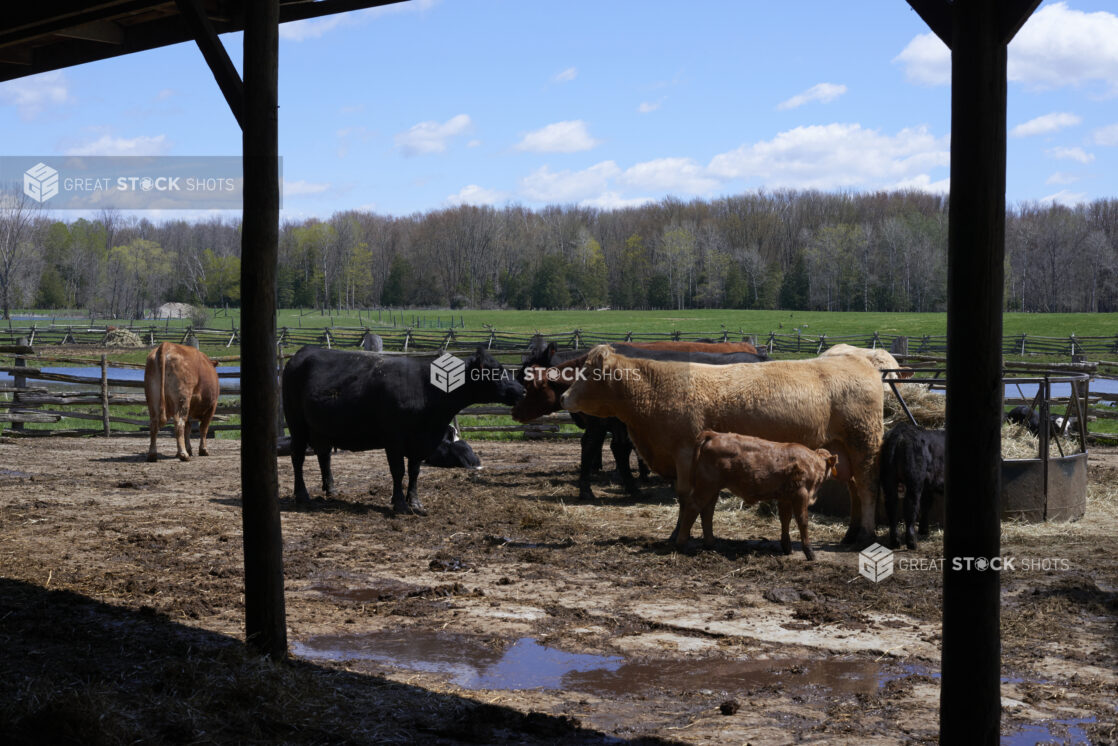 Black and Brown Cows and Calves in an Outdoor Enclosure on a Rural Farm with a Green Pasture and Woodland in the Background