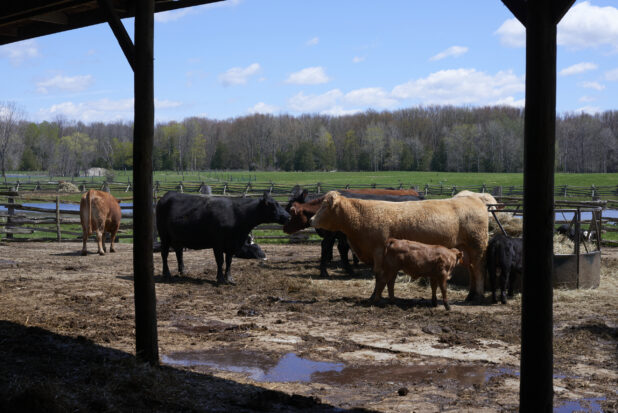 Black and Brown Cows and Calves in an Outdoor Enclosure on a Rural Farm with a Green Pasture and Woodland in the Background