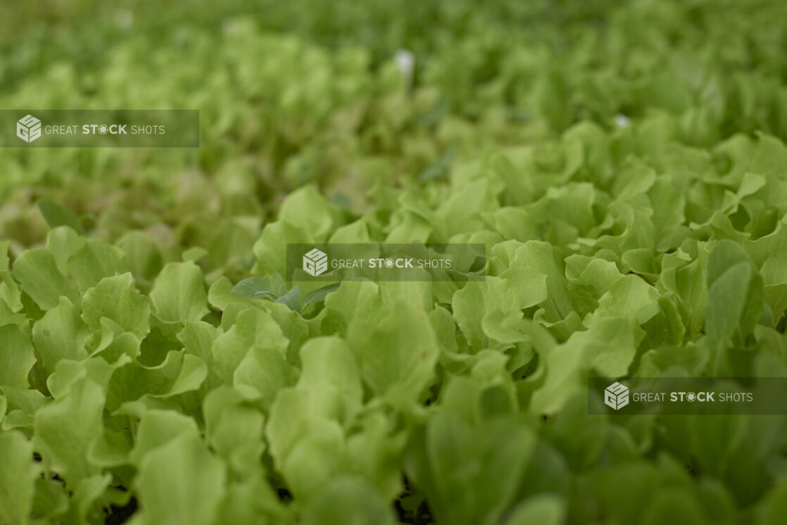 Close Up of Green Leaf Lettuce Seedlings in Black Plastic Cultivation Trays in a Greenhouse Interior