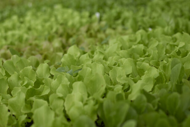 Close Up of Green Leaf Lettuce Seedlings in Black Plastic Cultivation Trays in a Greenhouse Interior