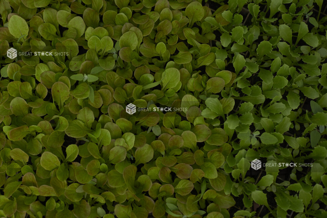 Close Up of Radish Seedlings and Baby Arugula Seedlings in Cultivation Seedling Trays Seen from Overhead