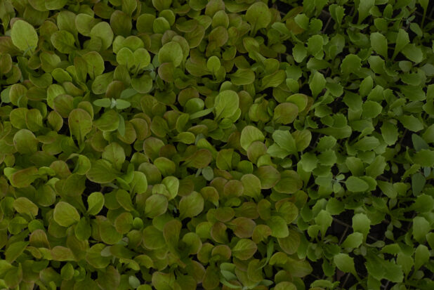 Close Up of Radish Seedlings and Baby Arugula Seedlings in Cultivation Seedling Trays Seen from Overhead