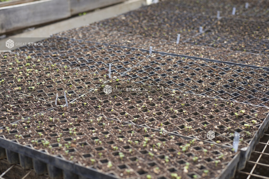 Seeds and Soil in Black Plastic Cultivation Seedling Trays on Wire Racks in a Greenhouse Setting