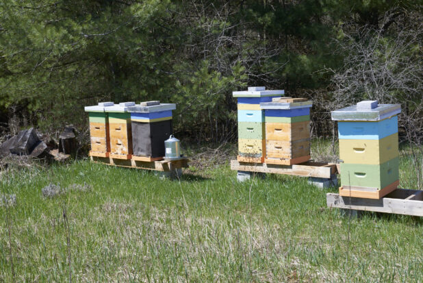 Apiary in a Countryside Field with Colourful Wooden Crates Housing Honey Bees on a Farm in Ontario, Canada