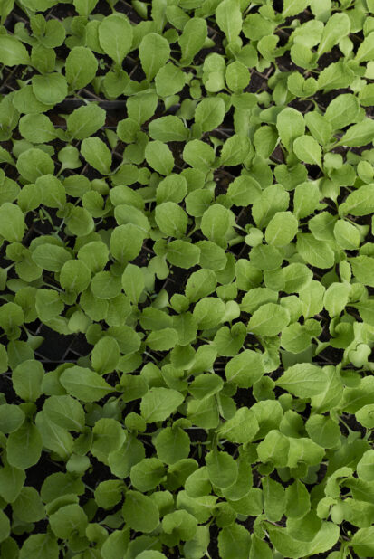 Close Up of Radish Seedlings in Cultivation Seedling Trays Seen from Overhead