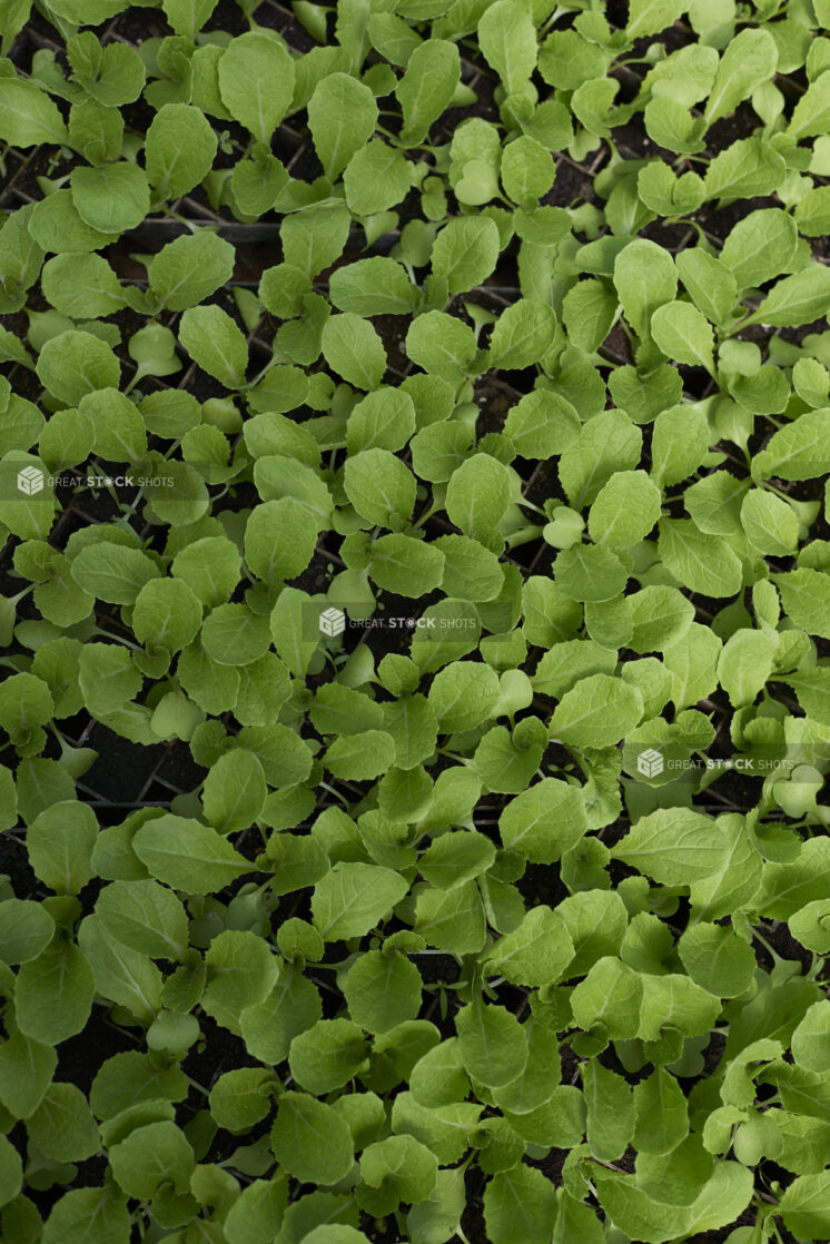 Close Up of Radish Seedlings in Cultivation Seedling Trays Seen from Overhead