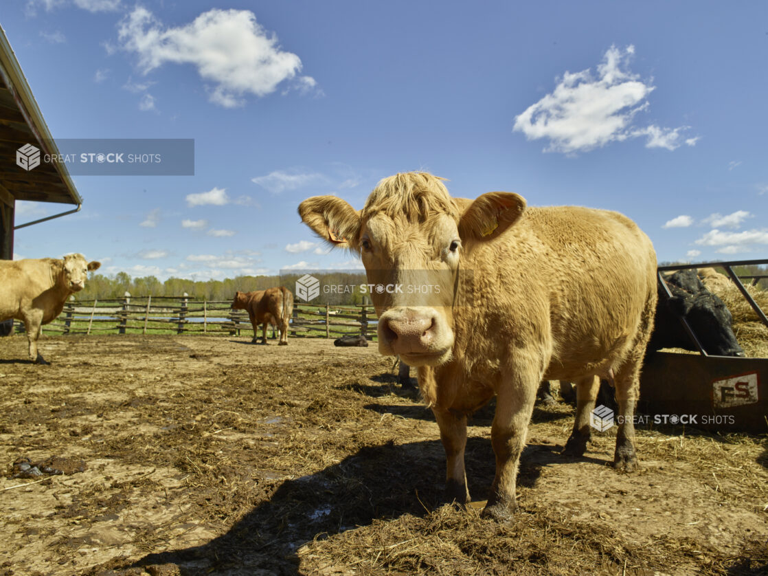 Charolais cow standing in a cattle pen under a blue sky