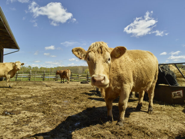 Charolais cow standing in a cattle pen under a blue sky