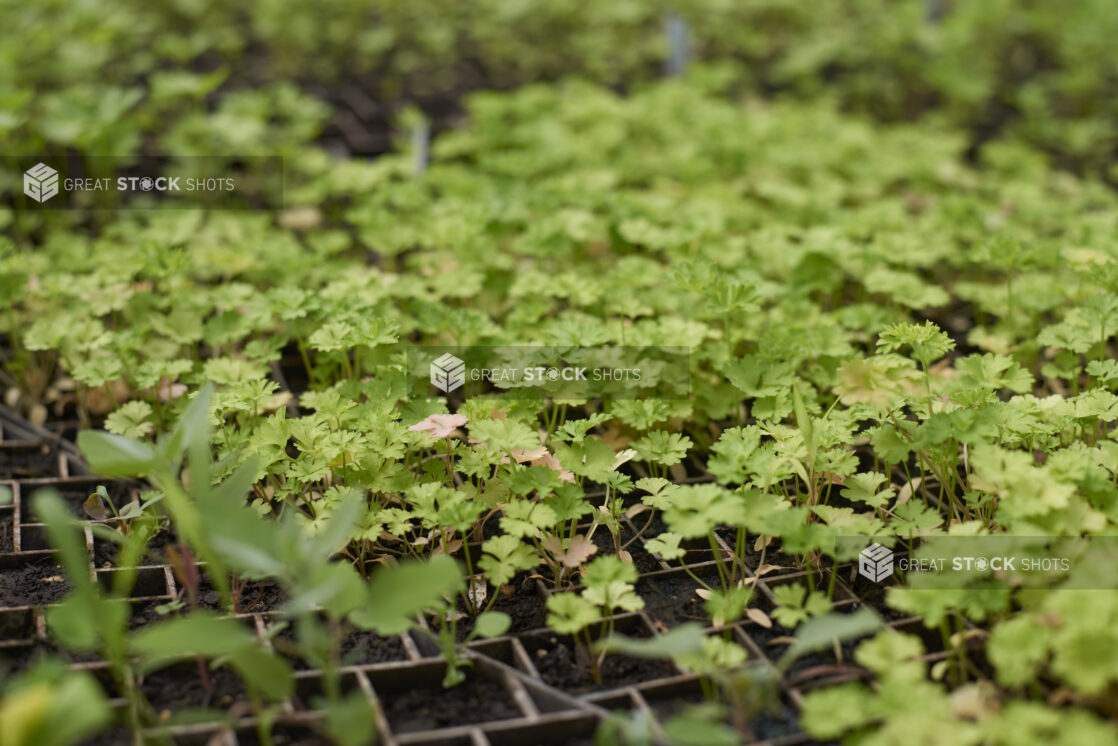 Close Up of Fresh Parsley Seedlings in Black Plastic Cultivation Trays in a Greenhouse Interior