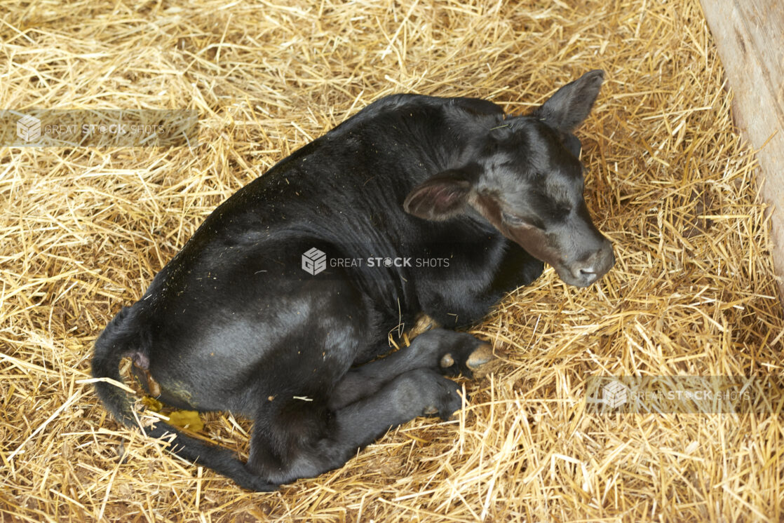 Baby Black Calf Laying in a Bed of Straw in a Barn on a Farm in Ontario, Canada