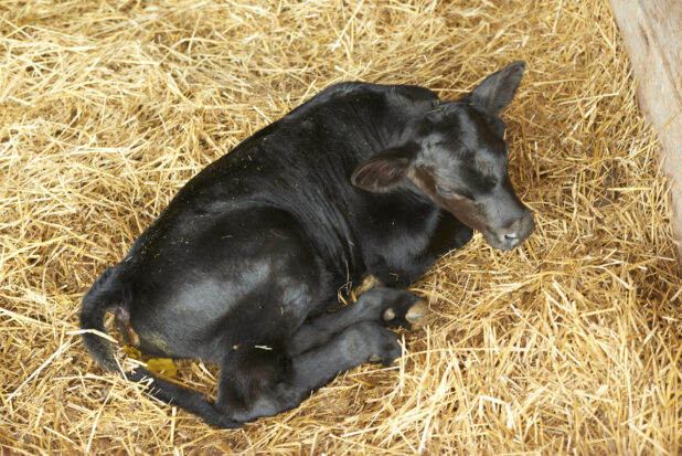 Baby Black Calf Laying in a Bed of Straw in a Barn on a Farm in Ontario, Canada