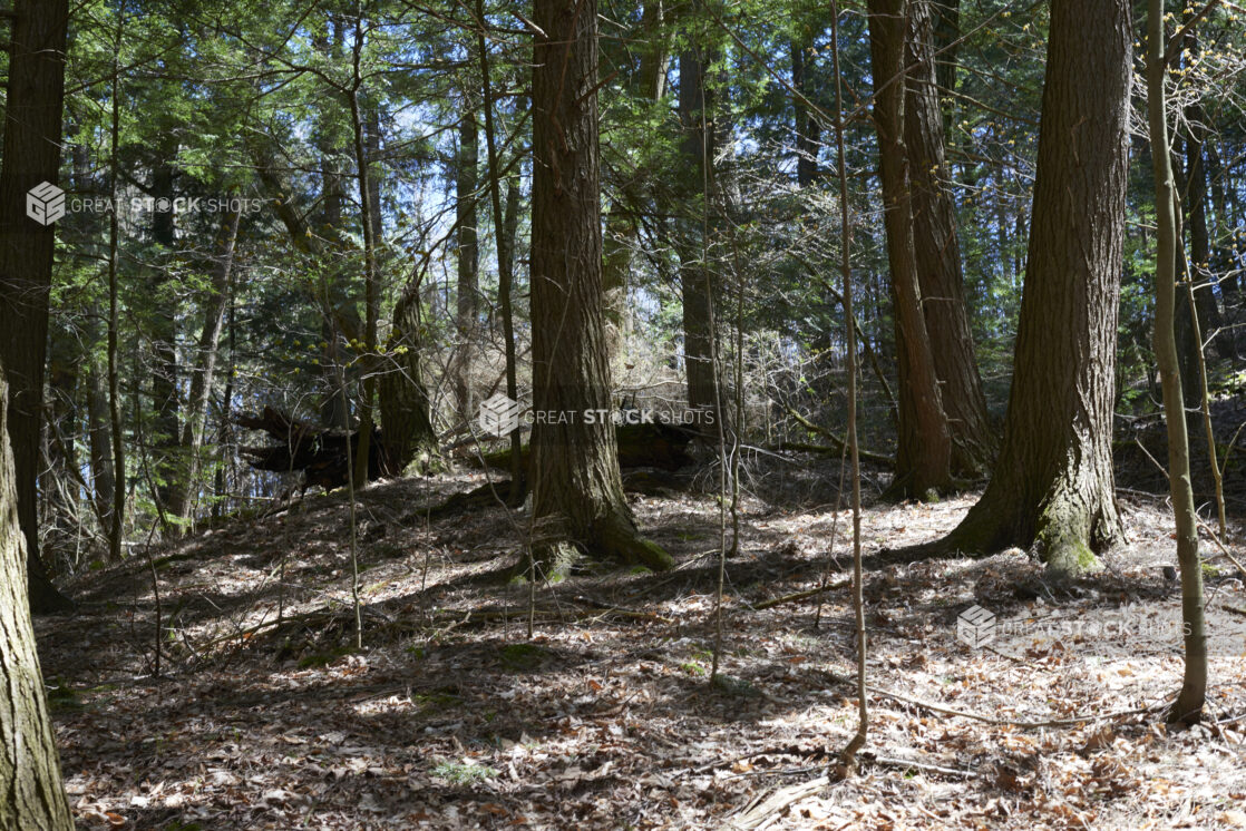 Forest with Yonge and Old Trees, Dead Leaves and Tree Roots in Ontario, Canada - Variation