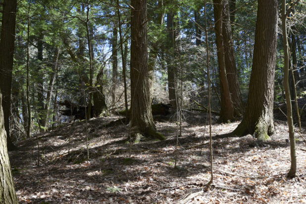 Forest with Yonge and Old Trees, Dead Leaves and Tree Roots in Ontario, Canada - Variation