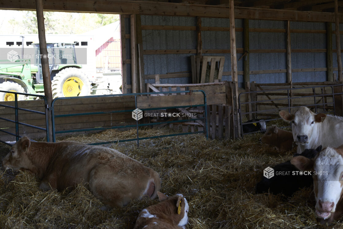 Cattle Resting in Hay in a Stable on a Farm in Ontario, Canada