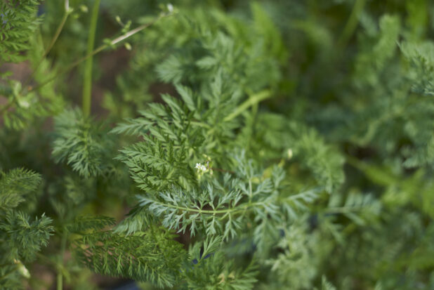 Close Up of a Flat Leaf Parsley Plant with a Heavy Bokeh Effect