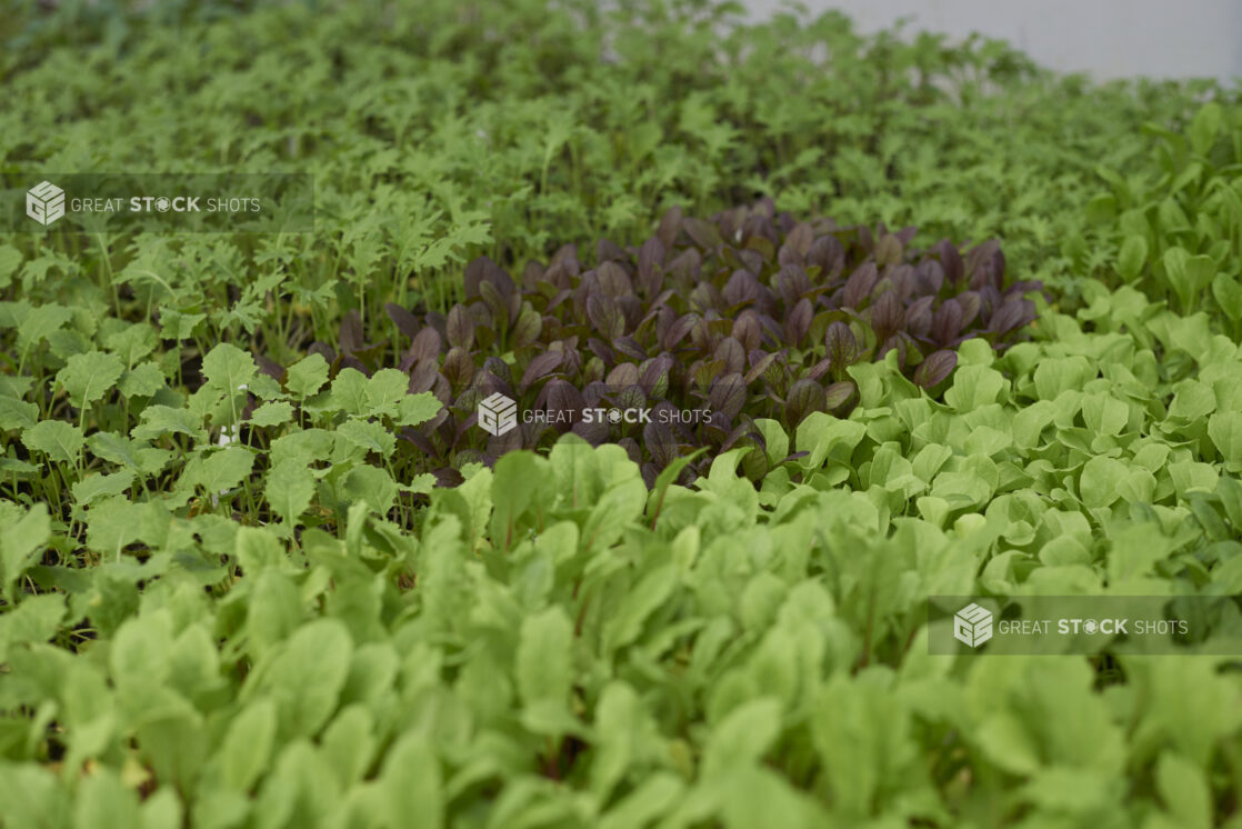 Close Up of Radish Seedlings, Red Leaf Lettuce Seedlings and Baby Arugula Seedlings in Black Plastic Cultivation Trays in a Greenhouse Interior