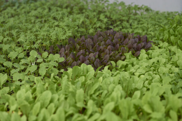 Close Up of Radish Seedlings, Red Leaf Lettuce Seedlings and Baby Arugula Seedlings in Black Plastic Cultivation Trays in a Greenhouse Interior