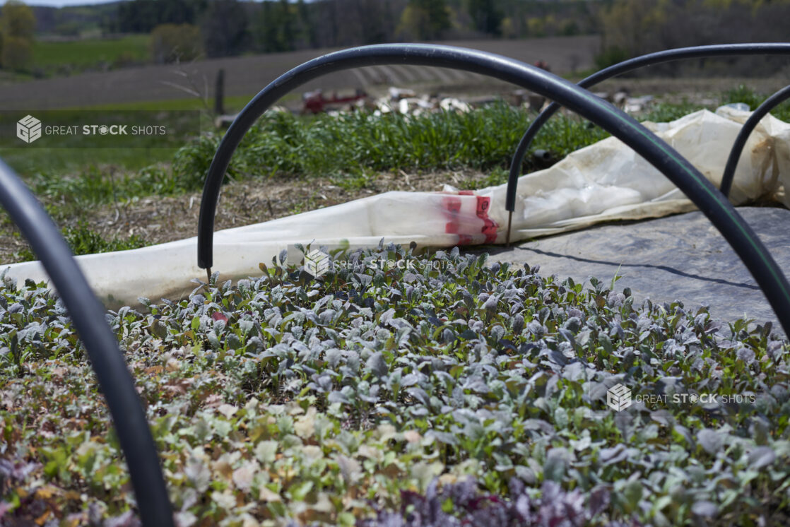 An Outdoor Garden of Low-Growing Plants, Vegetables or Herbs with Uncovered Greenhouse Hoops in a Farm Setting