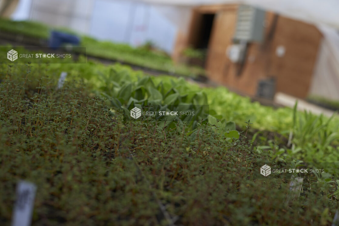 Fresh Thyme Sprigs and Other Herbs and Vegetable Seedlings in Cultivation Trays in a Greenhouse Setting