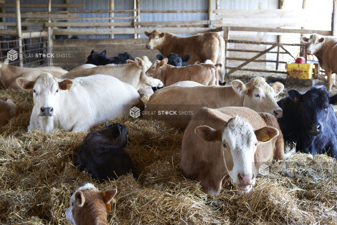 Brown, Black and White Cows with their Calves Resting in Hay in an Indoor Enclosure on a Farm in Ontario, Canada