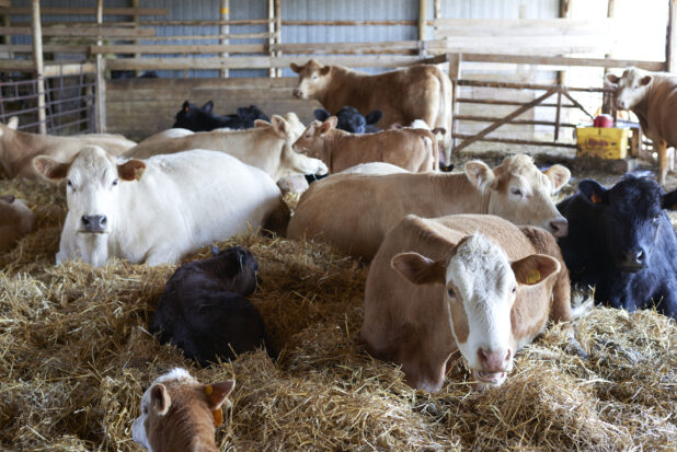 Brown, Black and White Cows with their Calves Resting in Hay in an Indoor Enclosure on a Farm in Ontario, Canada