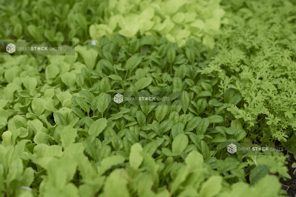 Close Up of Radish Seedlings, Spinach Seedlings and Baby Arugula Seedlings in Black Plastic Cultivation Trays in a Greenhouse Interior