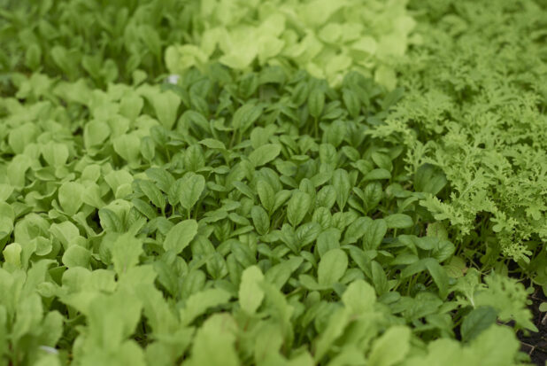 Close Up of Radish Seedlings, Spinach Seedlings and Baby Arugula Seedlings in Black Plastic Cultivation Trays in a Greenhouse Interior