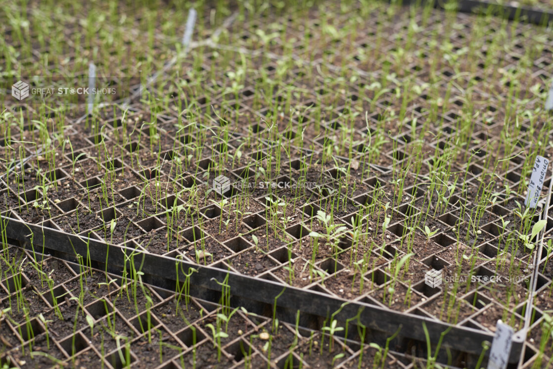 Seeds and Soil in Black Plastic Cultivation Seedling Trays on Wire Racks in a Greenhouse Setting - Variation