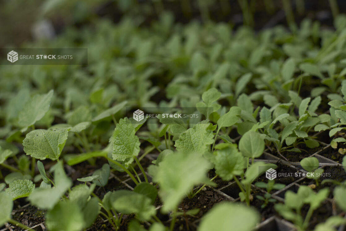 Close Up of Assorted Fresh Herbs, Micro Greens and Sprouts in Black Plastic Seedling Trays in an Indoor Garden Setting