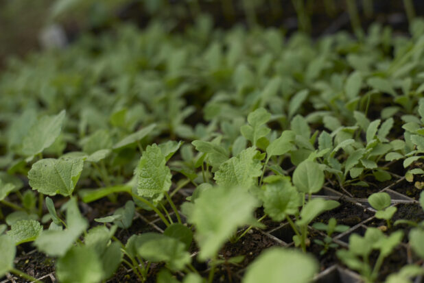 Close Up of Assorted Fresh Herbs, Micro Greens and Sprouts in Black Plastic Seedling Trays in an Indoor Garden Setting
