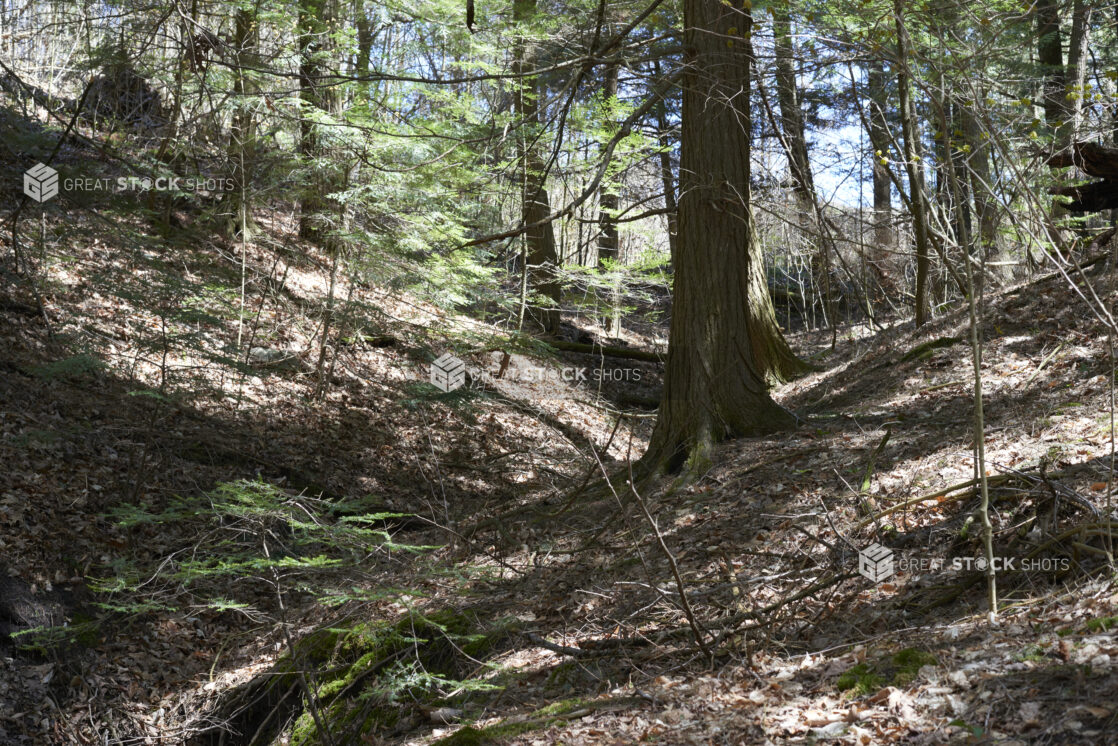 Forest with Yonge and Old Trees, Dead Leaves and Tree Roots in Ontario, Canada - Variation 2