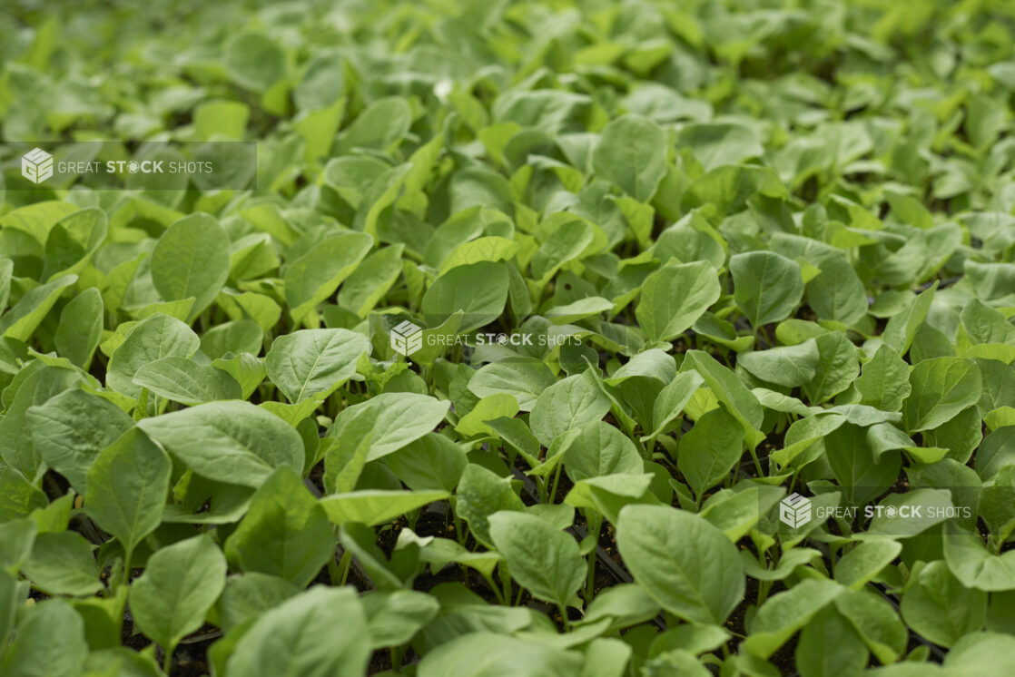 Close Up of Spinach Leaves and Seedlings in Black Plastic Cultivation Trays in a Greenhouse Interior