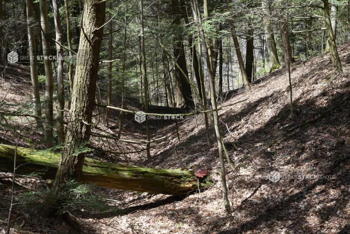 Forest with Yonge and Old Trees, Dead Leaves and Tree Roots in Ontario, Canada – Variation 4