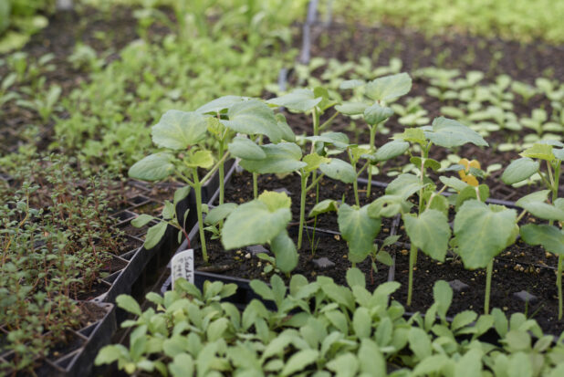 Seedlings of Various Vegetables in Black Plastic Cultivation Seedling Trays in a Greenhouse Setting - Variation