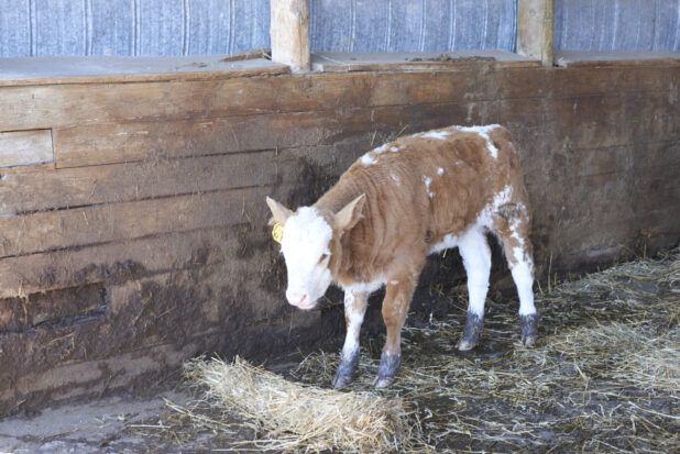 Brown and White Baby Calf Standing in a Stable on a Farm in Ontario, Canada
