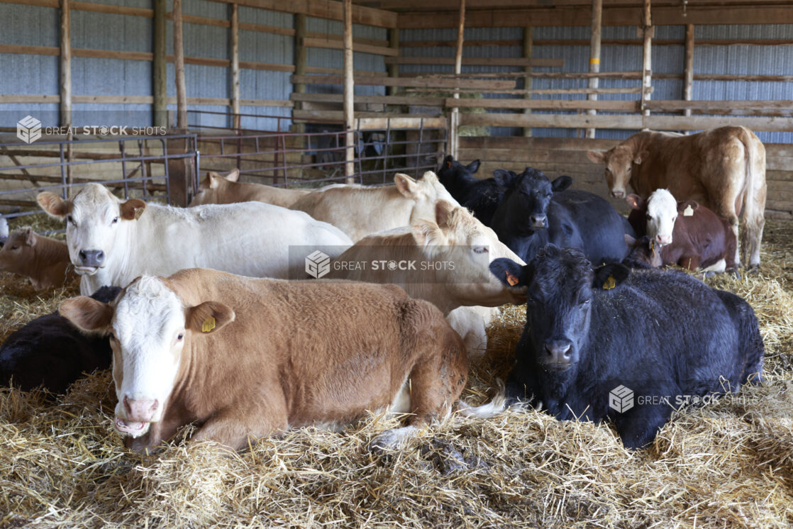 Brown, Black and White Cows with their Calves Resting in Hay in an Indoor Enclosure on a Farm in Ontario, Canada - Variation