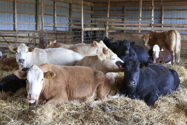 Brown, Black and White Cows with their Calves Resting in Hay in an Indoor Enclosure on a Farm in Ontario, Canada - Variation