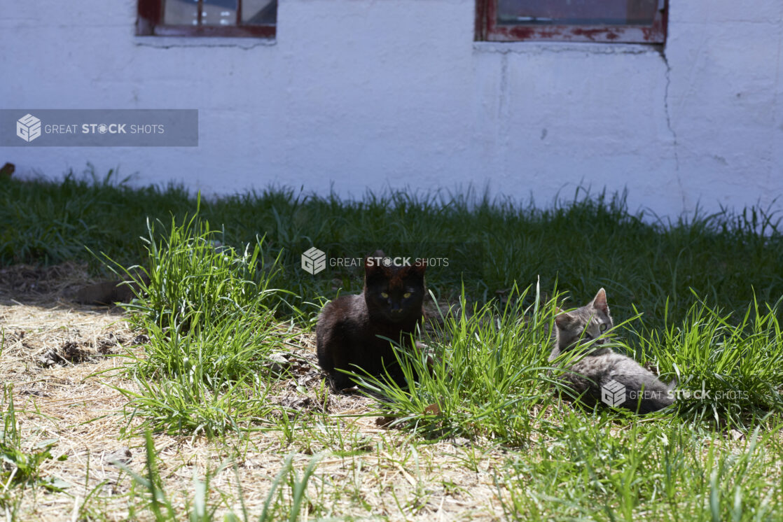 Black and Grey Tabby Kittens in Tall Grass on a Farm Property in Ontario, Canada