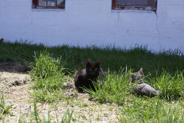 Black and Grey Tabby Kittens in Tall Grass on a Farm Property in Ontario, Canada