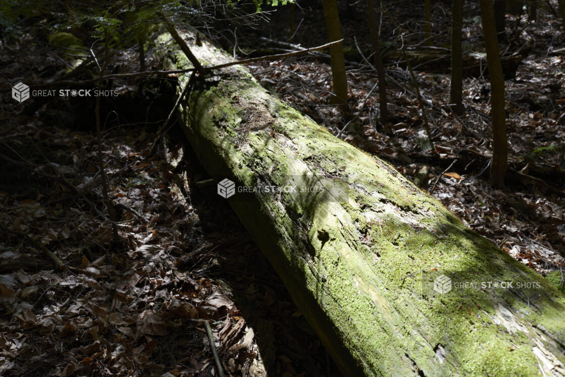 Large Dead Tree Covered in Moss on a Forest Floor in Ontario, Canada