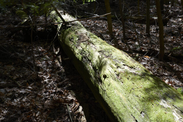 Large Dead Tree Covered in Moss on a Forest Floor in Ontario, Canada