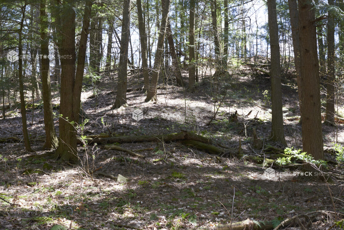 Forest with Young and Old Trees, Dead Leaves and Tree Roots in Ontario, Canada – Variation 3