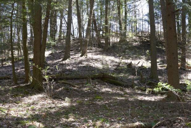 Forest with Young and Old Trees, Dead Leaves and Tree Roots in Ontario, Canada – Variation 3