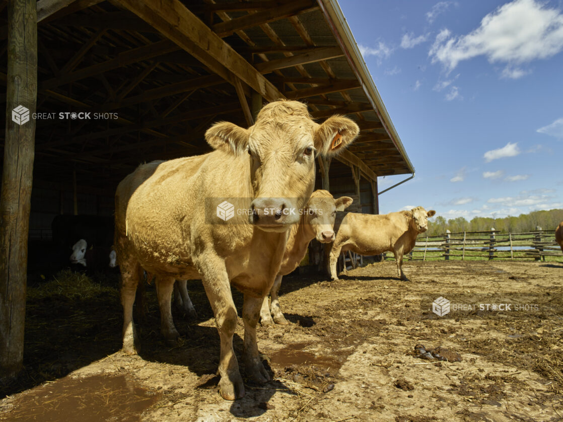 3 Charolais cows emerging from a barn on a sunny day