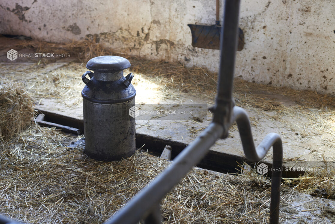 Milk can on the floor of an cattle barn on a dairy farm in Ontario, Canada