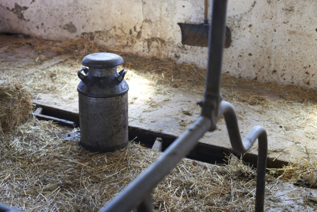 Milk can on the floor of an cattle barn on a dairy farm in Ontario, Canada