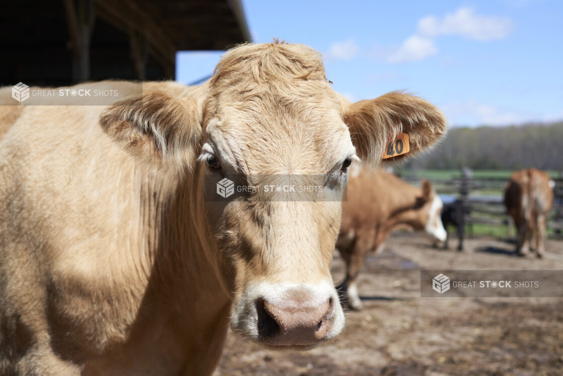 Close Up of a Brown Cow  in an Outdoor Enclosure on a Rural Farm with a Green Pasture and Woodland in the Background