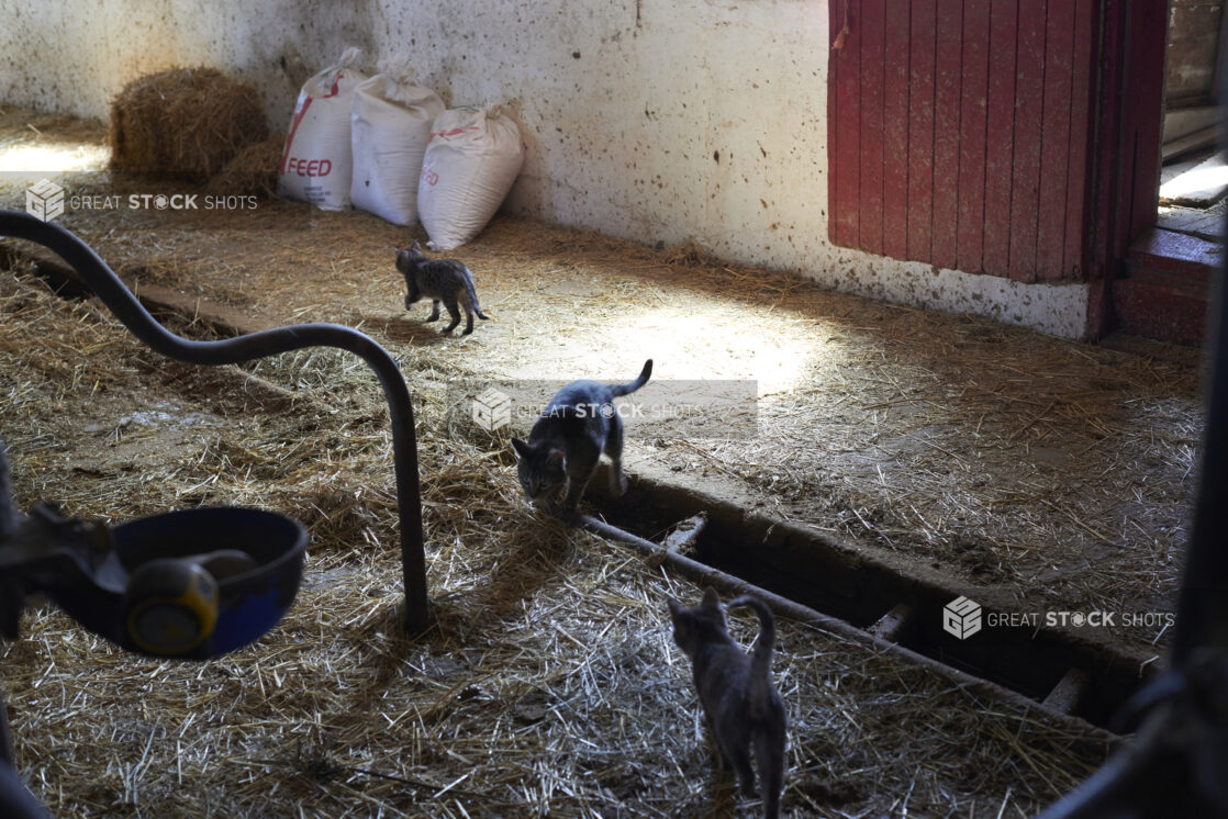 Barn Cats Playing in a Cattle Barn on a Farm in Ontario, Canada