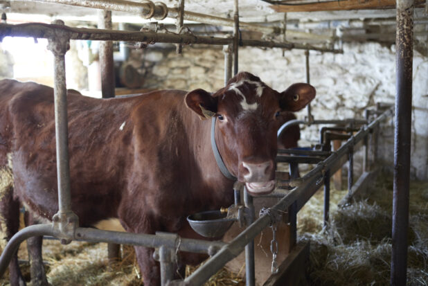 Close Up of a Brown Cow in a Stall in a Cattle Barn on a Farm in Ontario, Canada